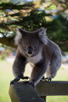 Koala in the city of Port Campbell, Victoria