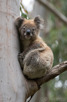 Koala in Great Otway National Park, Victoria
