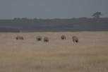 Grazing sheep, Victoria