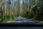 Black Spur Drive with spectacular tall forest, Victoria