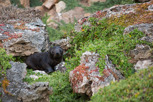 New Zealand fur seal, Kangaroo Island