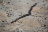 Tiger snake, Kangaroo Island
