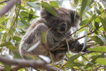Koala, Kangaroo Island
