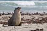 Australian sea lion at Seal Bay, Kangaroo Island