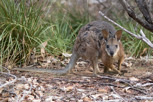 Wallaby in Flinders Chase National Park, Kangaroo Island