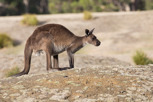 Kangaroo in Flinders Chase National Park, Kangaroo Island