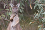 Kangaroo, Kangaroo Island