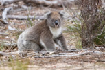 Koala in Flinders Chase National Park, Kangaroo Island