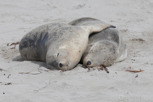 Australian sea lions at Seal Bay, Kangaroo Island