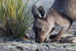Kangaroo in Flinders Chase National Park, Kangaroo Island