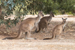 Kangaroos, Kangaroo Island