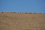 Grazing sheep, South Australia