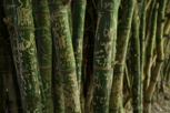Bamboo at Royal Botanic Garden, Adelaide