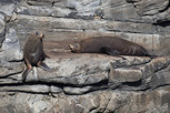 New Zealand fur seal colony, Kangaroo Island