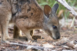 Wallaby in Flinders Chase National Park, Kangaroo Island