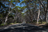 Tree alley along the main road, Kangaroo Island