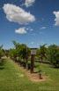 Jacob's Creek winery in Barossa Valley, South Australia