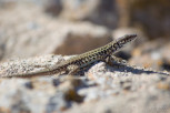 The filfola lizard or in other words Maltese wall lizard, Gozo