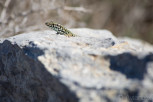 The filfola lizard or in other words Maltese wall lizard, Gozo