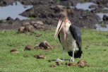 Marabou stork in Chobe National Park