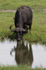 Buffalo drinking in Chobe National Park