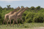 Three giraffes stroll in Chobe National Park