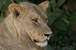 Female lion in the shadow at Chobe National Park
