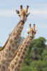 Giraffes in Chobe National Park