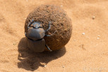 A dung beetle in Chobe National Park