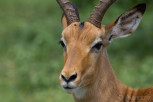 Impala male closeup in Chobe National Park