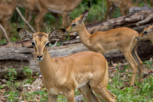 Impala herd in Chobe National Park