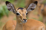 Baby impala in Chobe National Park