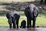 Three generation elephants drinking water at Chobe River