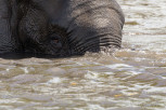 Bathing elephant male in Chobe River