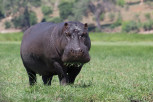 Hippopotamus grazes along Chobe River