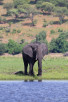 Elephant by Chobe River