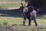 Elephant calf in Chobe National Park