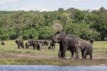 Elephants along Chobe River