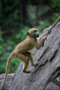 Baby baboon in Victoria Falls National Park