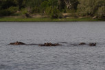 Hippos in Zambezi River