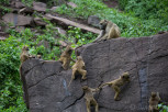 Baboons at the Zambian side of Victoria Falls National Park