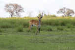 Antelope male in Chobe National Park