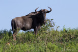 Wildebeest, Mlilwane Wildlife Sanctuary