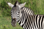 Zebra in Mlilwane Wildlife Sanctuary