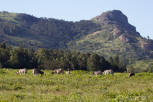 Grazing mammals, Mlilwane Wildlife Sanctuary
