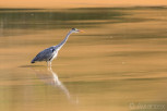 Hunting heron, Mlilwane Wildlife Sanctuary