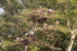African sacred ibis, Mlilwane Wildlife Sanctuary
