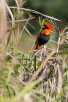 Southern red bishop, Mlilwane Wildlife Sanctuary