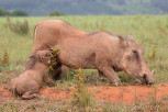 Suckling warthog piglets, 