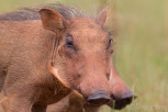 Warthog piglets, Mlilwane Wildlife Sanctuary